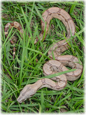 Hypo Arabesque