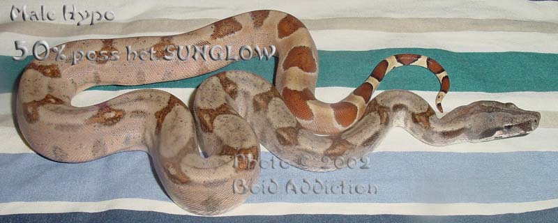 Male Hypo poss het SUNGLOW
