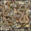 Another pic of the HypoBesques...
