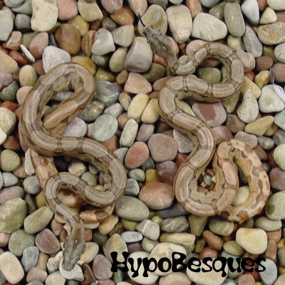 Another pic of the HypoBesques...