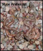 HypoBesques!!! poss. het Albino