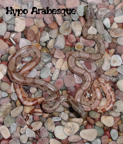 HypoBesques!!! poss. het Albino