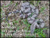 Arabesque 66% Het Albino