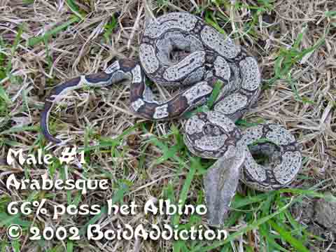 Arabesque 66% Het Albino