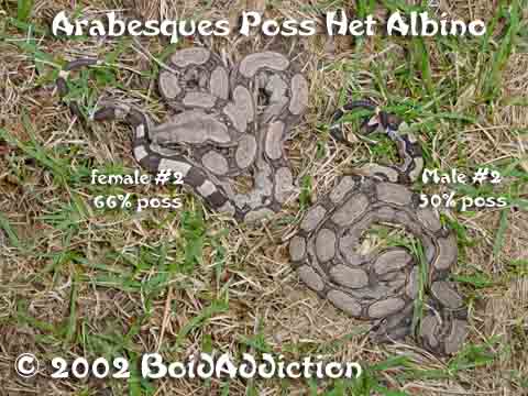 Pair of Arabesques poss Het Albino