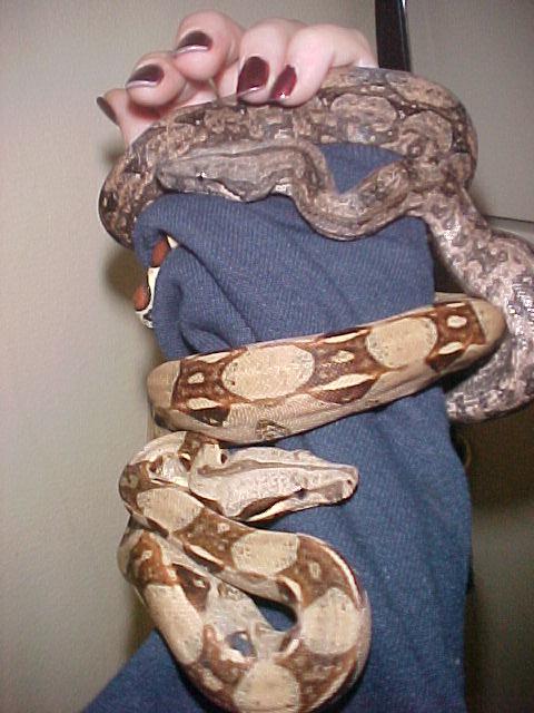 Red group Bci & high pink Argentine