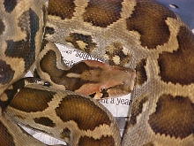 Ceylonese Python