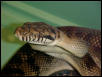 my Scrub Python