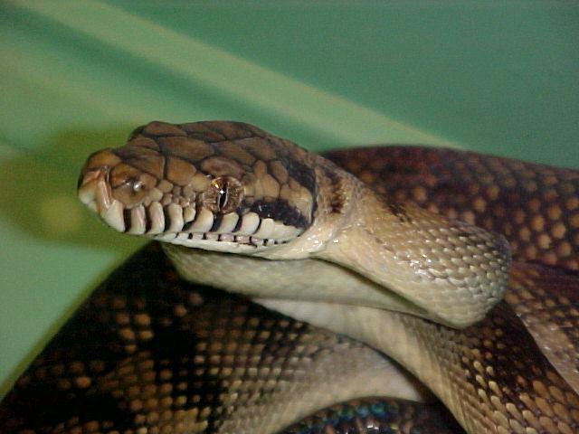 my Scrub Python