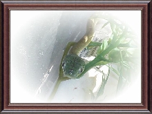 Mayori,Boiga cyanea