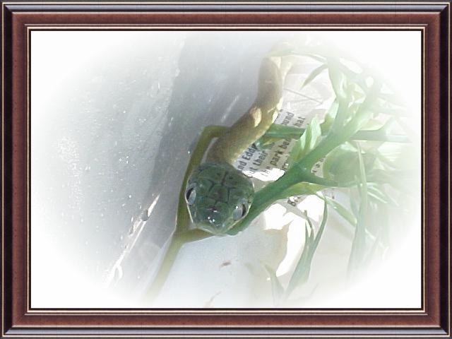 Mayori,Boiga cyanea