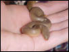 Rubber boa