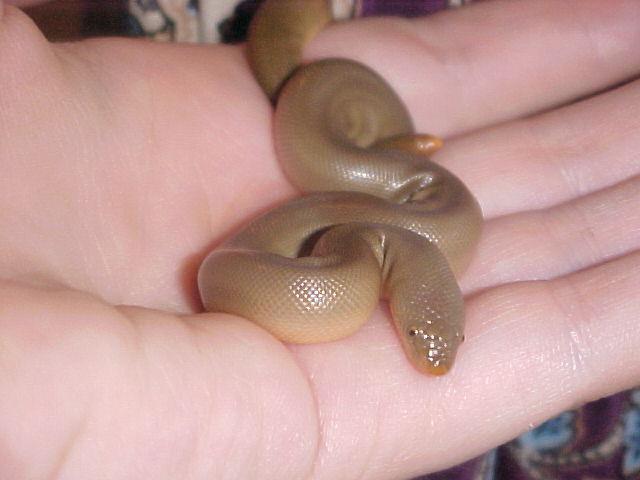 Rubber boa