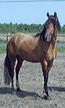 Senor de la Arena