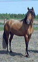 Senor de la Arena