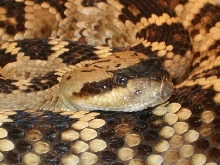 My big male C. molossus