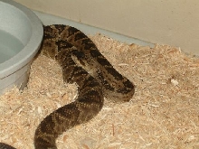 my female C. molossus