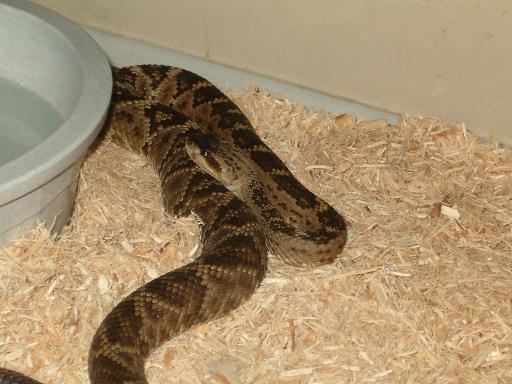 my female C. molossus