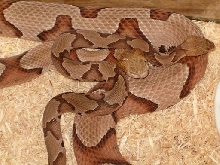 big female & little male s. copperhead
