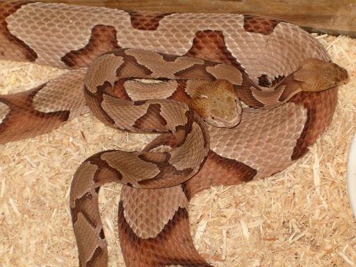 big female & little male s. copperhead