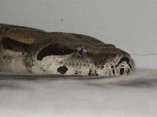 Anery Close UP
