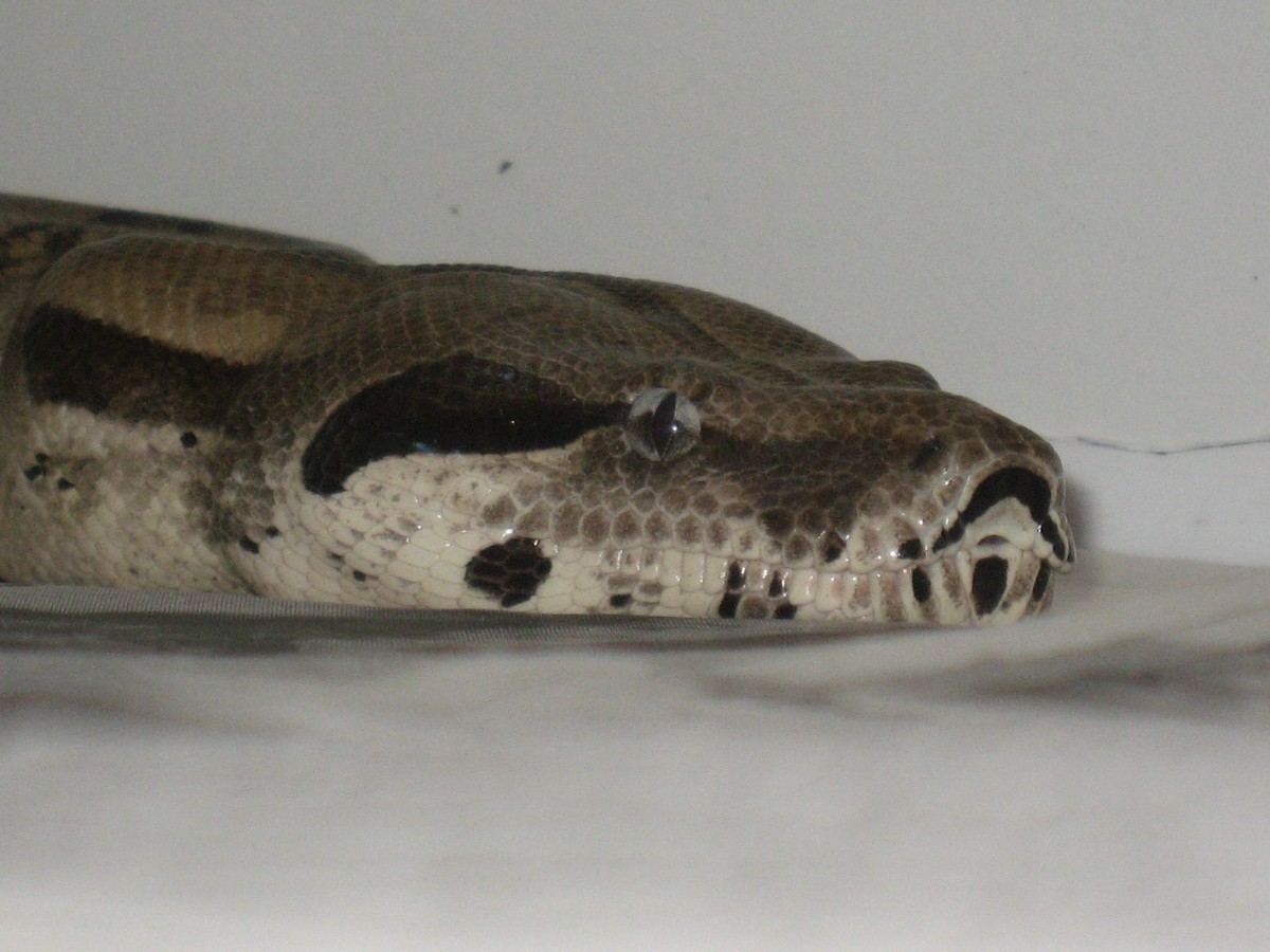 Anery Close UP