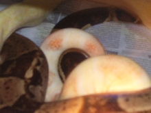 Producing albinos