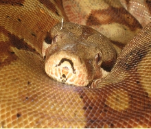Hypo