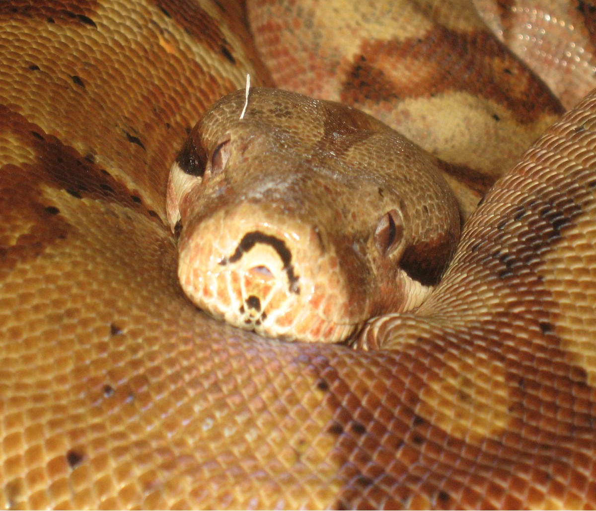 Hypo