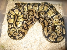 Pastel Breeding