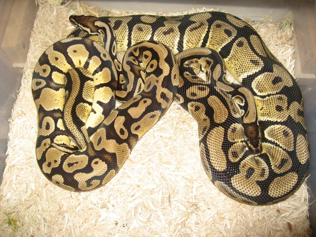 Pastel Breeding