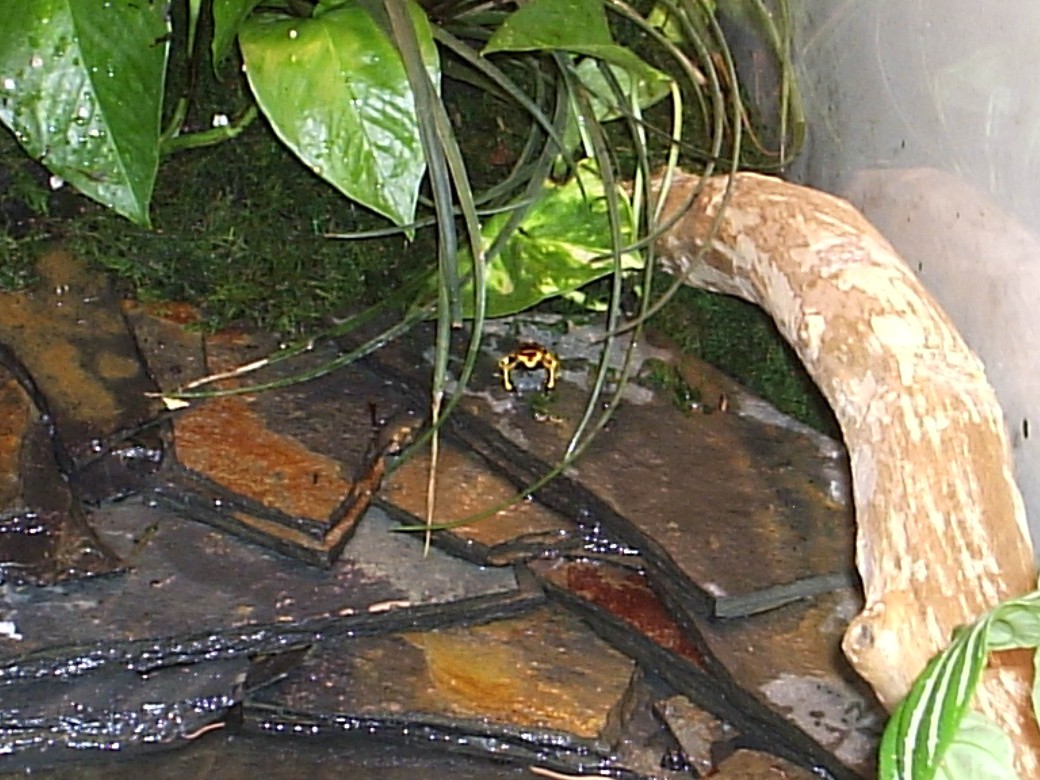 bumble bee