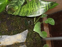 green and black