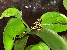 bumble bee