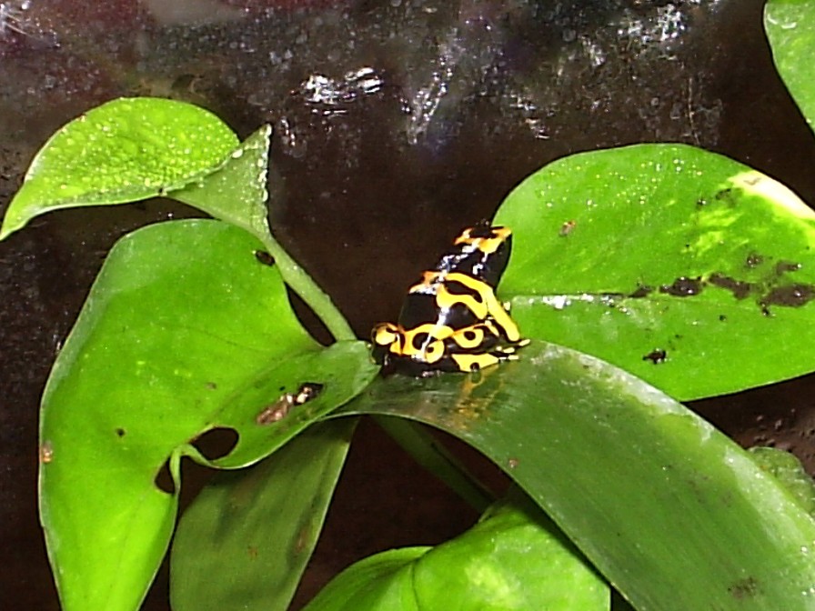 bumble bee