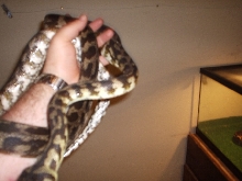 My male iran Jaya