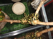 My baby male JCP