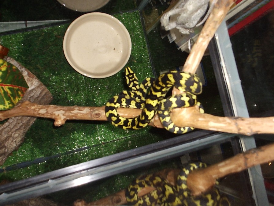 My baby male JCP