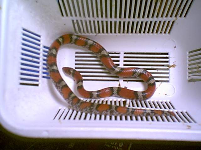 Kingsnake?