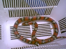 Ksnake2