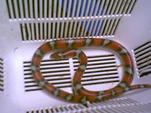 Ksnake2