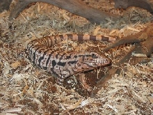 red tegu