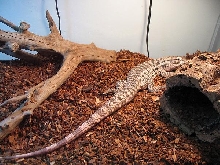 full body