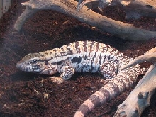 red tegu