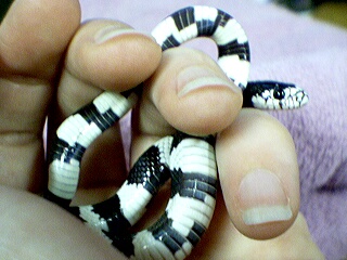 Laini