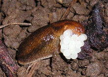 common slug with eggs