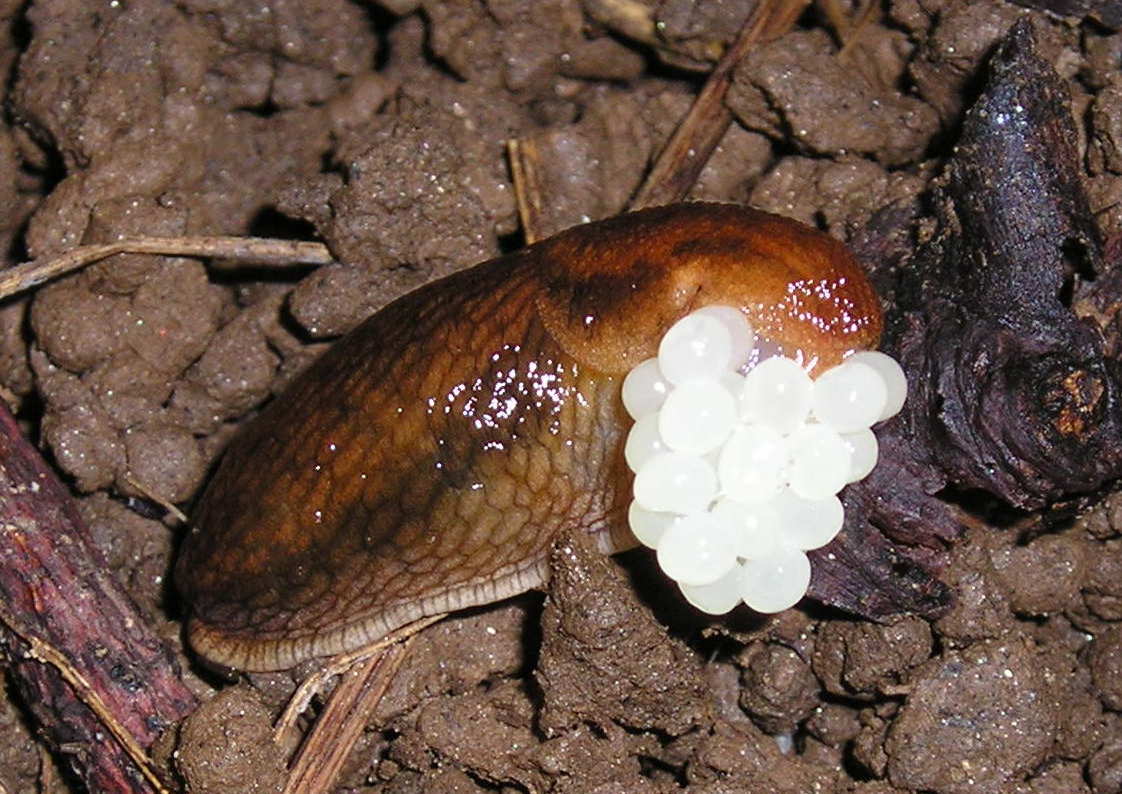 common slug with eggs