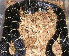 wc eastern kingsnake