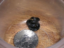 neonate ringneck
