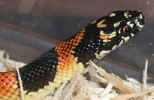 Female southern Georgia kingsnake